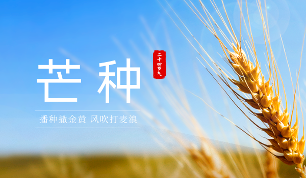 芒種|夜來南風起，小麥覆隴黃