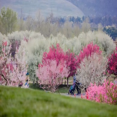 大连春季踏青赏花1日游合集||大连春季旅游||大连踏青旅游