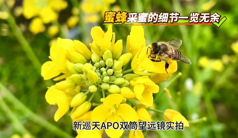 巡天APO双筒望远镜实拍效果展示
