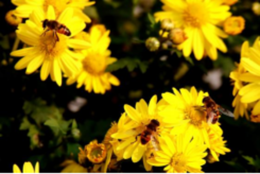 金秋赏菊 打卡泰达热带植物园