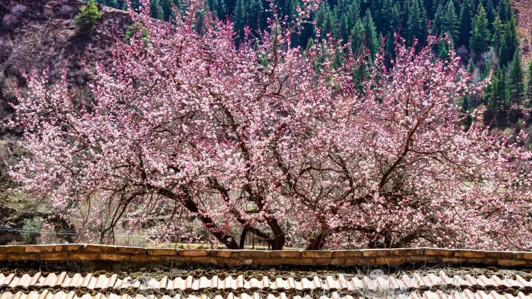 【天祝山花烂漫季】天祝三峡:春日文旅热度持续攀升
