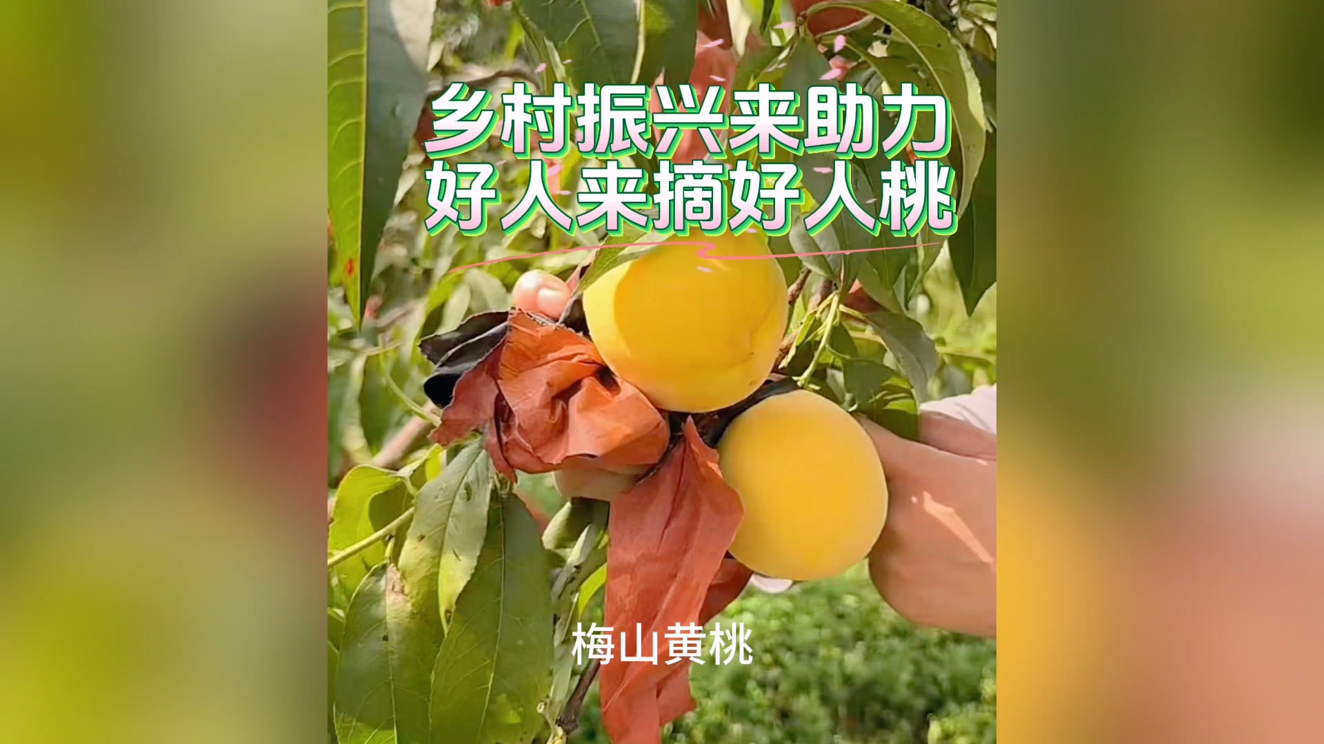 乡村振兴来助力,好人来摘好人桃