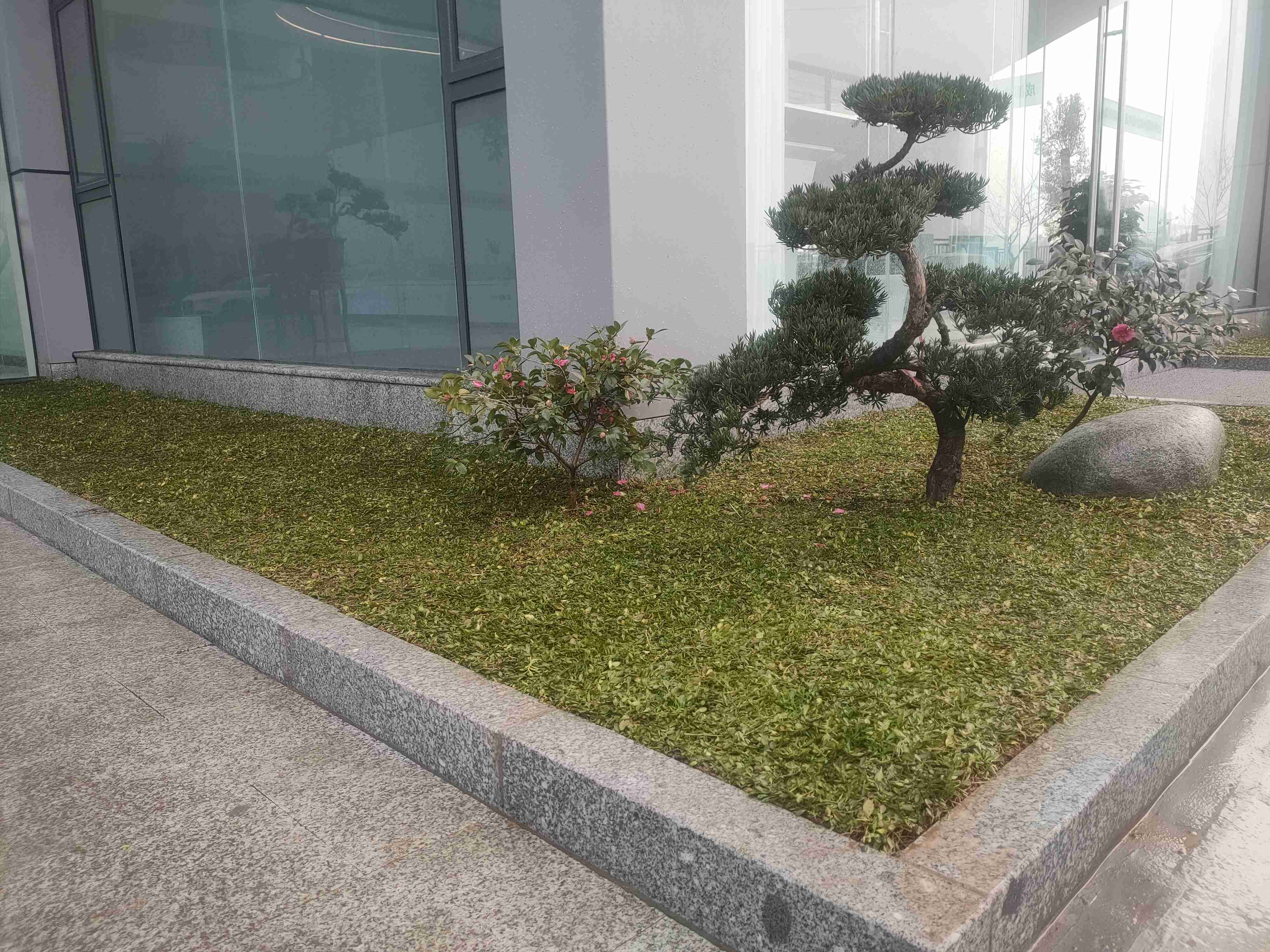 姬巖垂草-成都市郫都區農業社會化服務中心