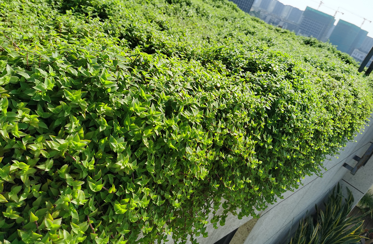 綠地貼-華南鋪地錦竹草-成都私家樓頂