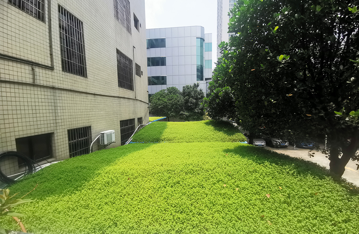 綠地貼-華南鋪地錦竹草-廣東省佛山市南海區農業局