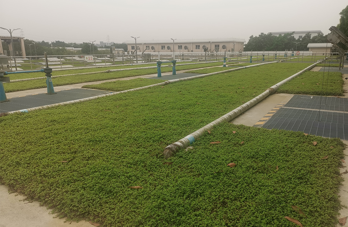 綠地貼-華南鋪地錦竹草-廣州市龍歸污水處理廠