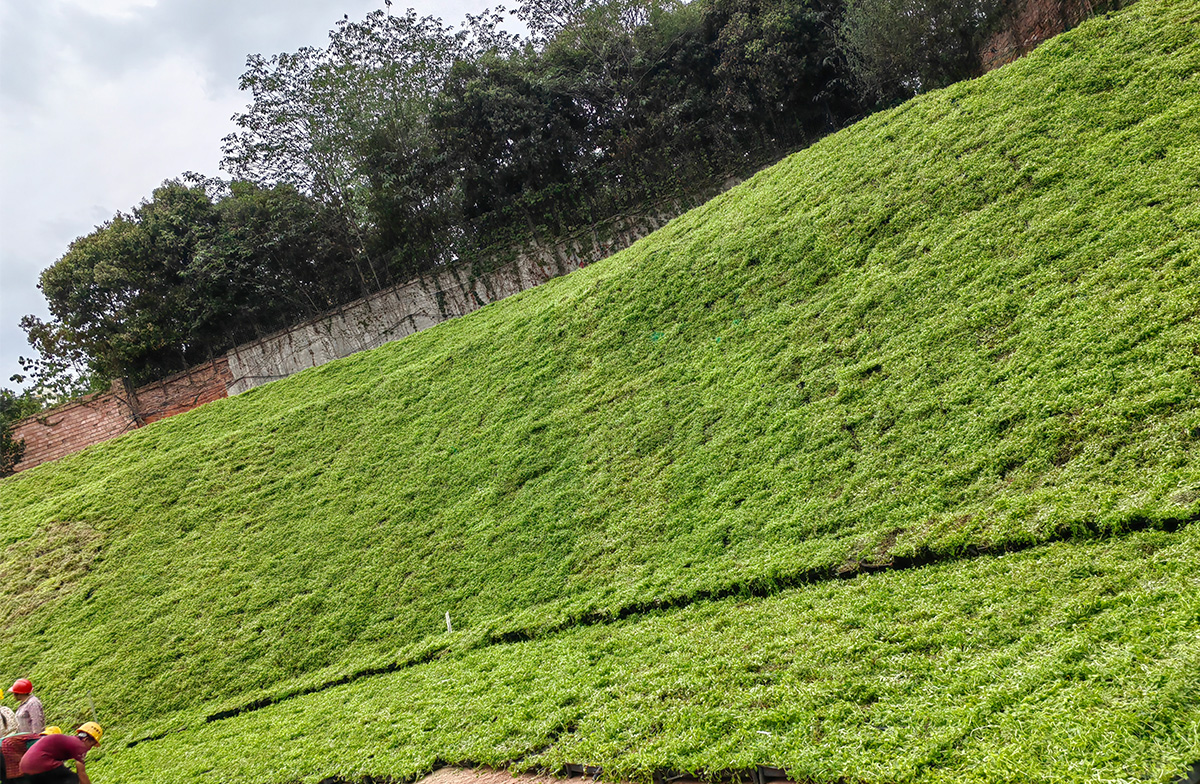 綠地貼-華南鋪地錦竹草-成都公共衛生臨床醫療中心邊坡