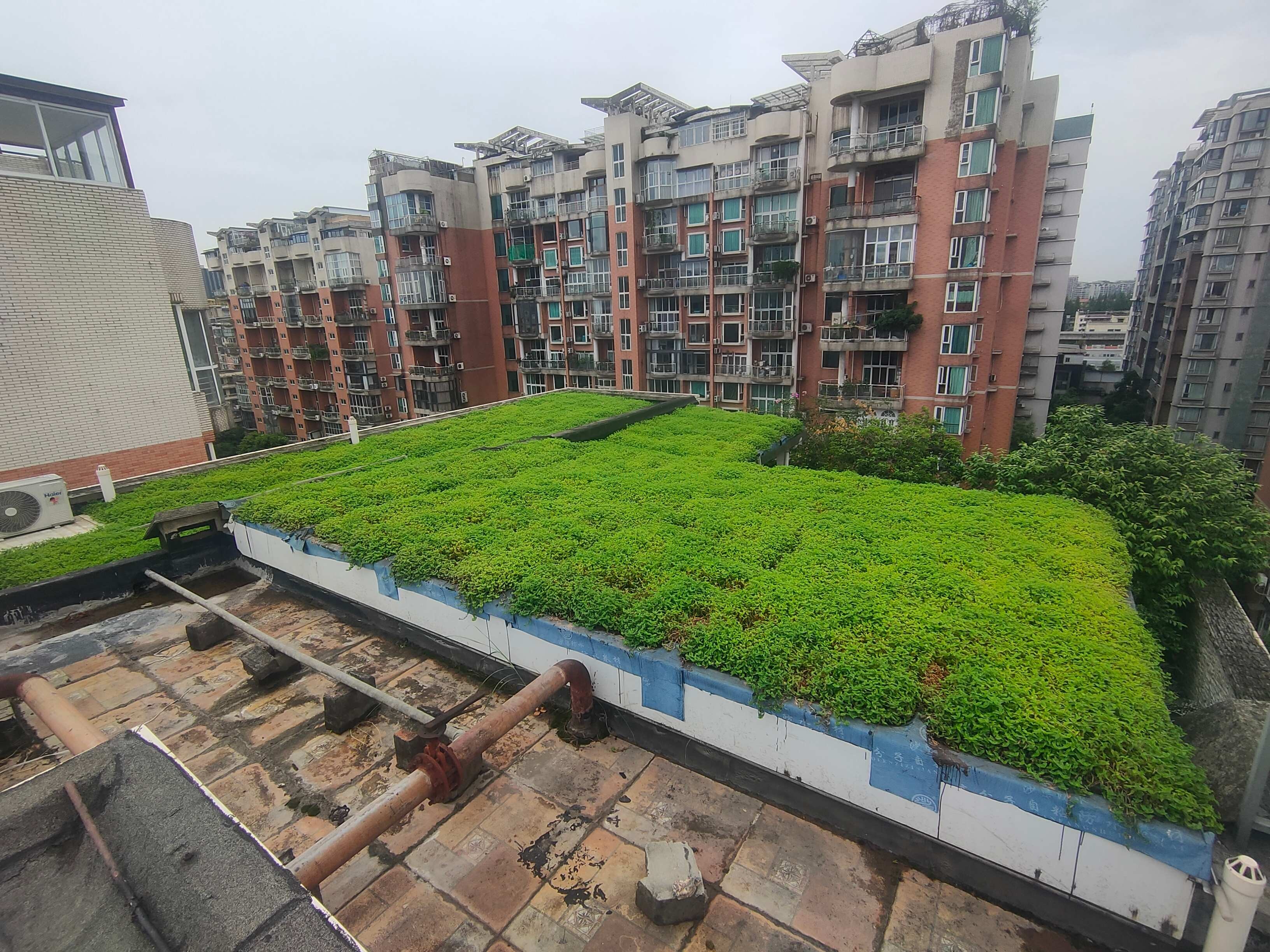 綠地貼-華南鋪地錦竹草-成都金沙嘉逸花園樓頂（屋頂綠化、屋頂美化、屋頂隔熱、無需管護、免澆水）