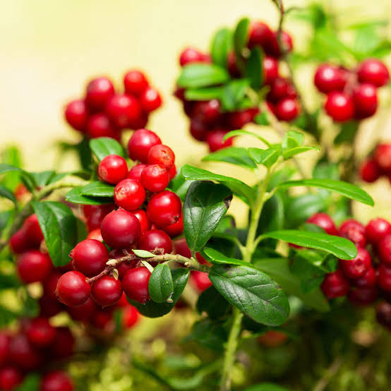 Bilberry Extract