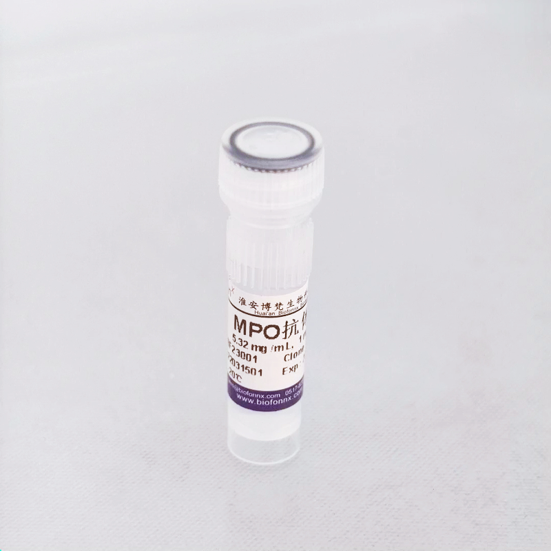 MPO抗体