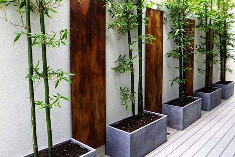 关于竹文化的历史发展