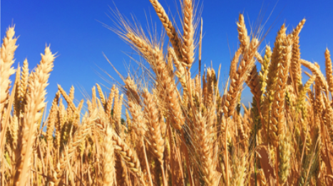 2009年河北白酒利潤實現大幅增長