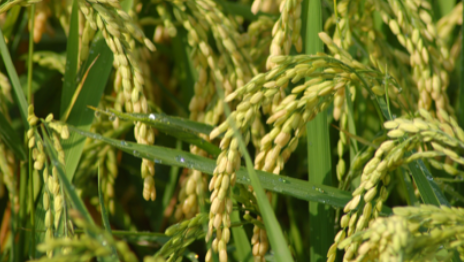 2013年度河北白酒名優品牌榜單發