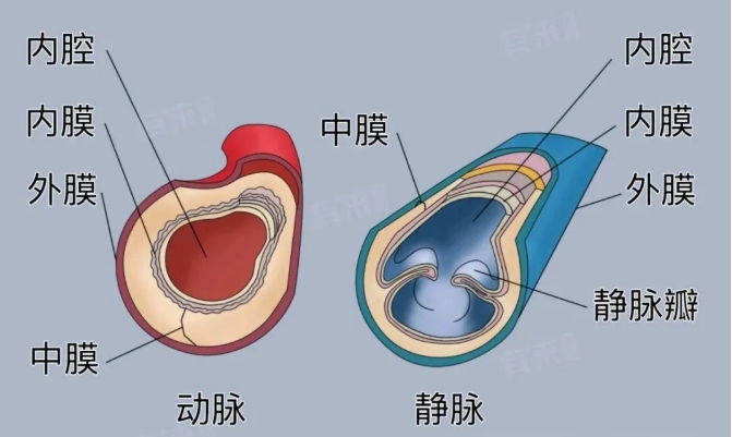 把血管壁比作三层墙，终于看懂动脉夹层、动脉瘤是咋回事了！
