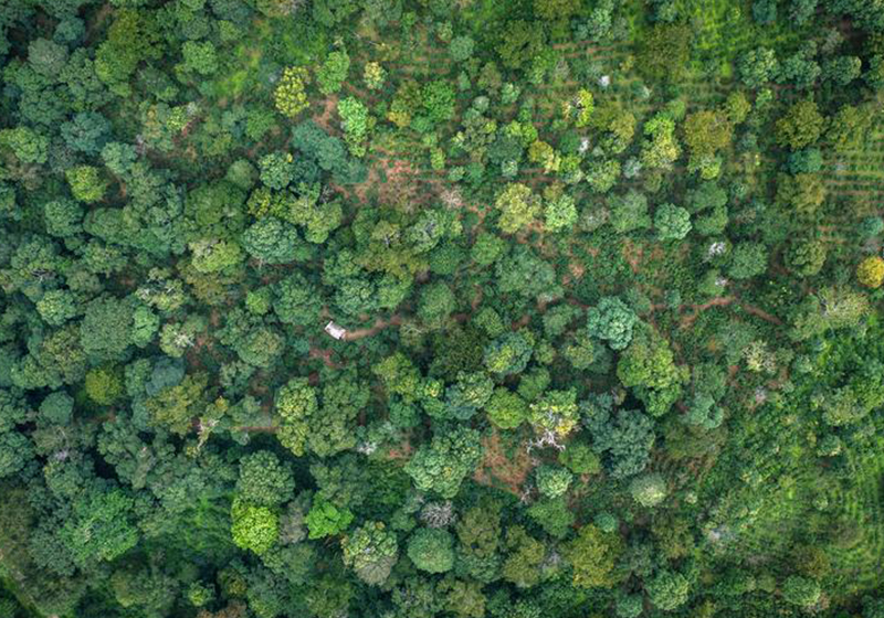 中国古茶树资源超5600万株