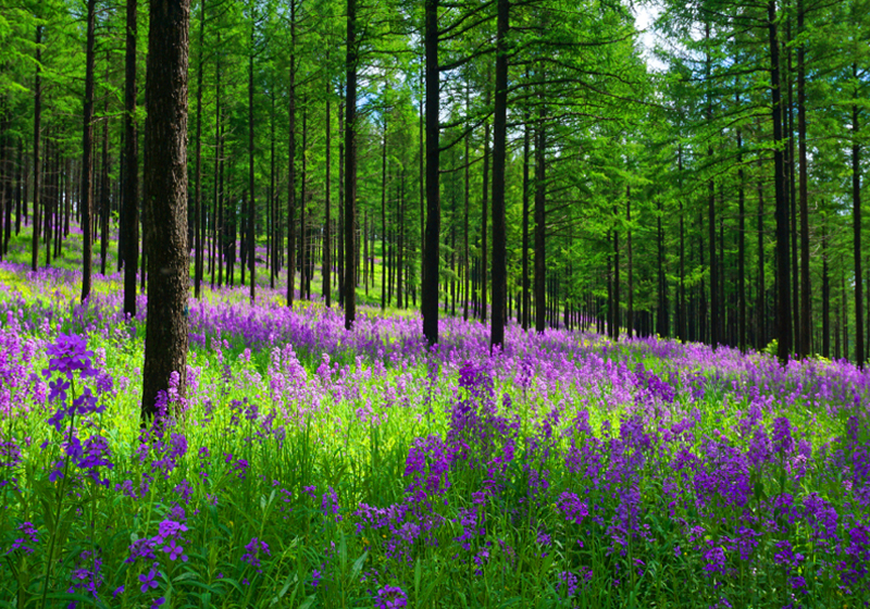 让荒漠变绿洲--是塞罕坝