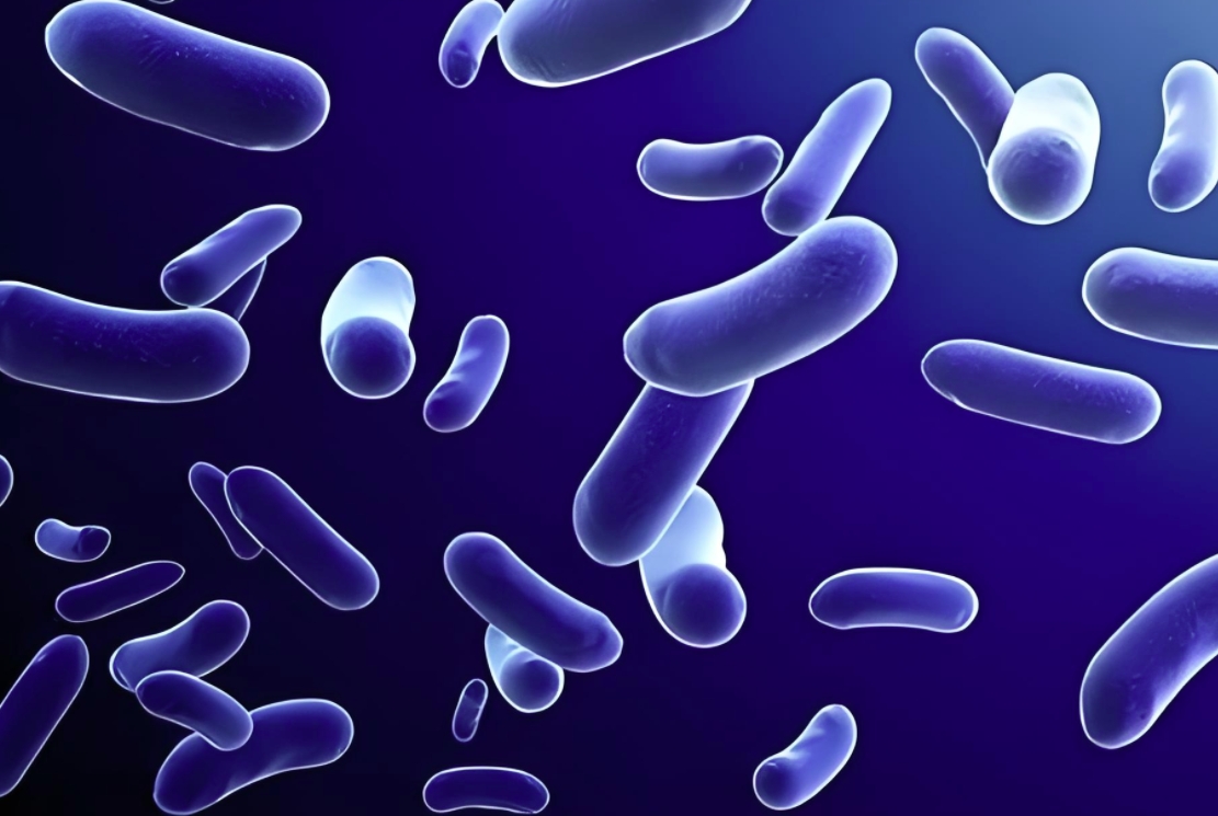 术厚邦推荐：罗伊氏乳杆菌专利菌对抗幽门螺杆菌的天然优势