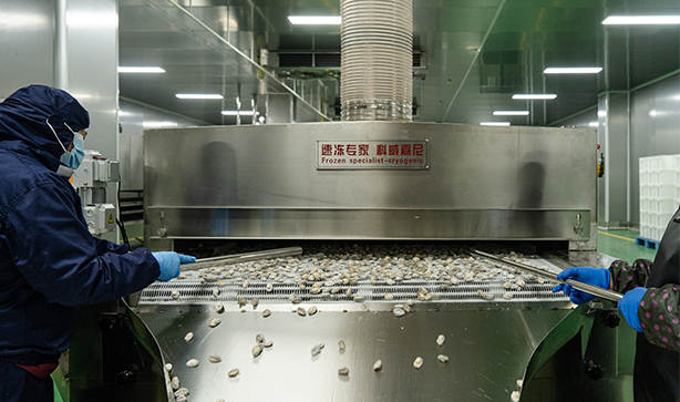 液氮速冻
工厂配有专业鲍鱼液氦冷冻线，使得液氮温度达零下196°C，鲍鱼速冻不低于20分钟，鲍鱼肉中心点测温不高于零下25℃。