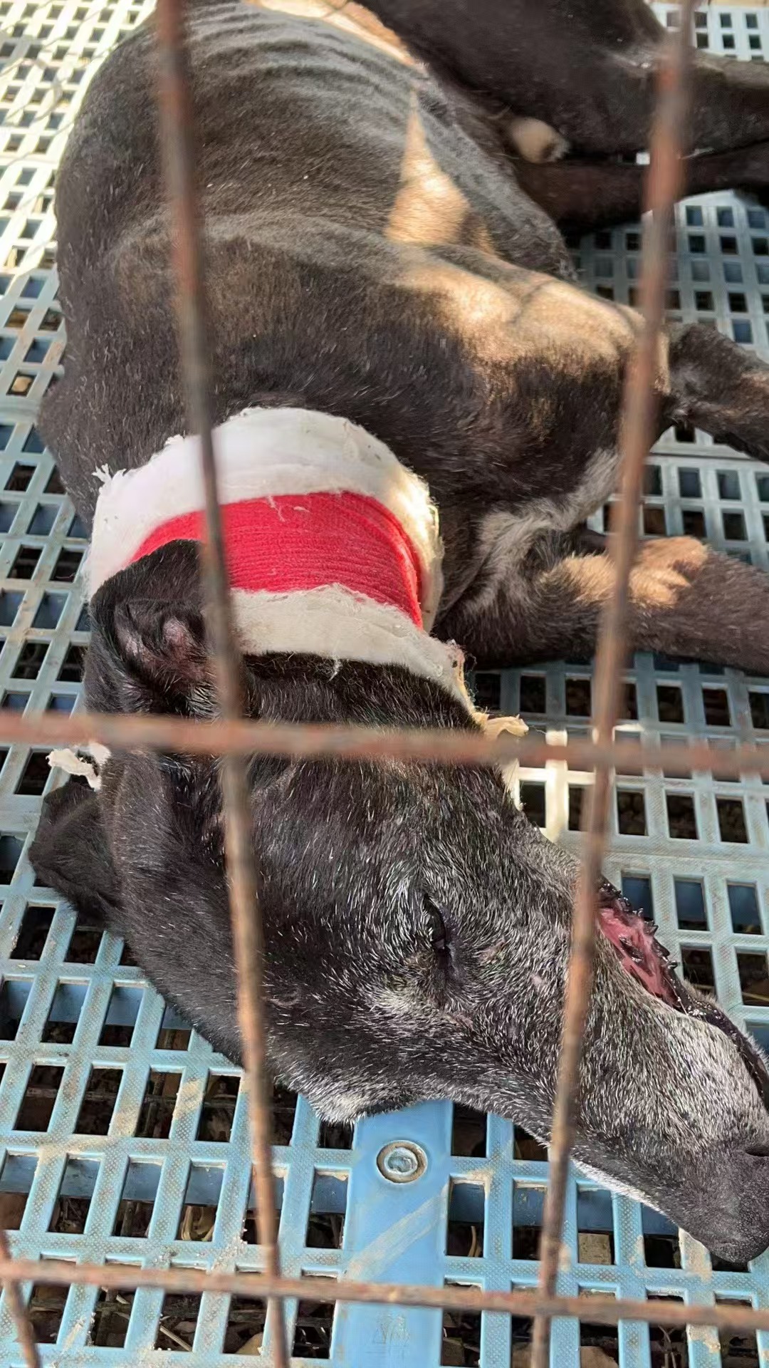 狗狗颈椎脱臼也可以用中药搞定的