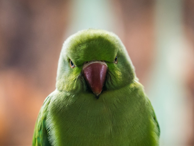 并不是所有的鹦鹉都会说话