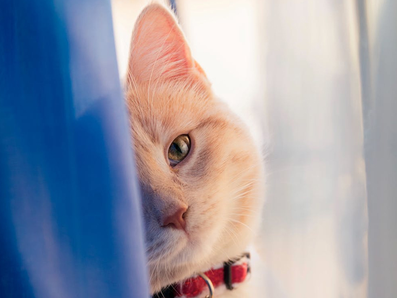 猫咪救人的故事你听说过吗