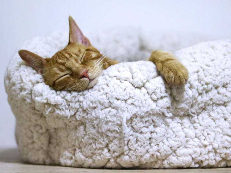 猫抓沙发太烦恼如何解决