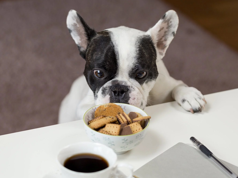 这只比特犬有点萌，看见好吃的就变这样..