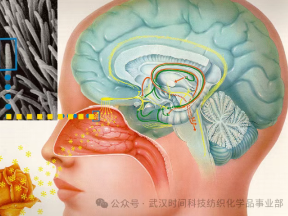 BAYSCENT® Neutralizer 臭味中和剂 | “无声”净化你的生活空间