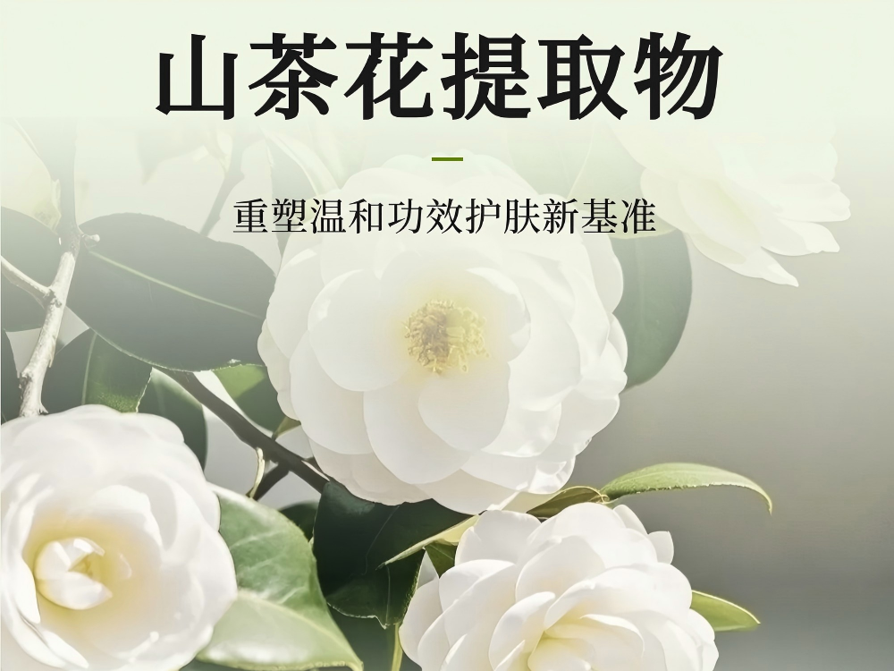 山茶花提取液 | 一株东方山茶，解锁全天候的温柔呵护