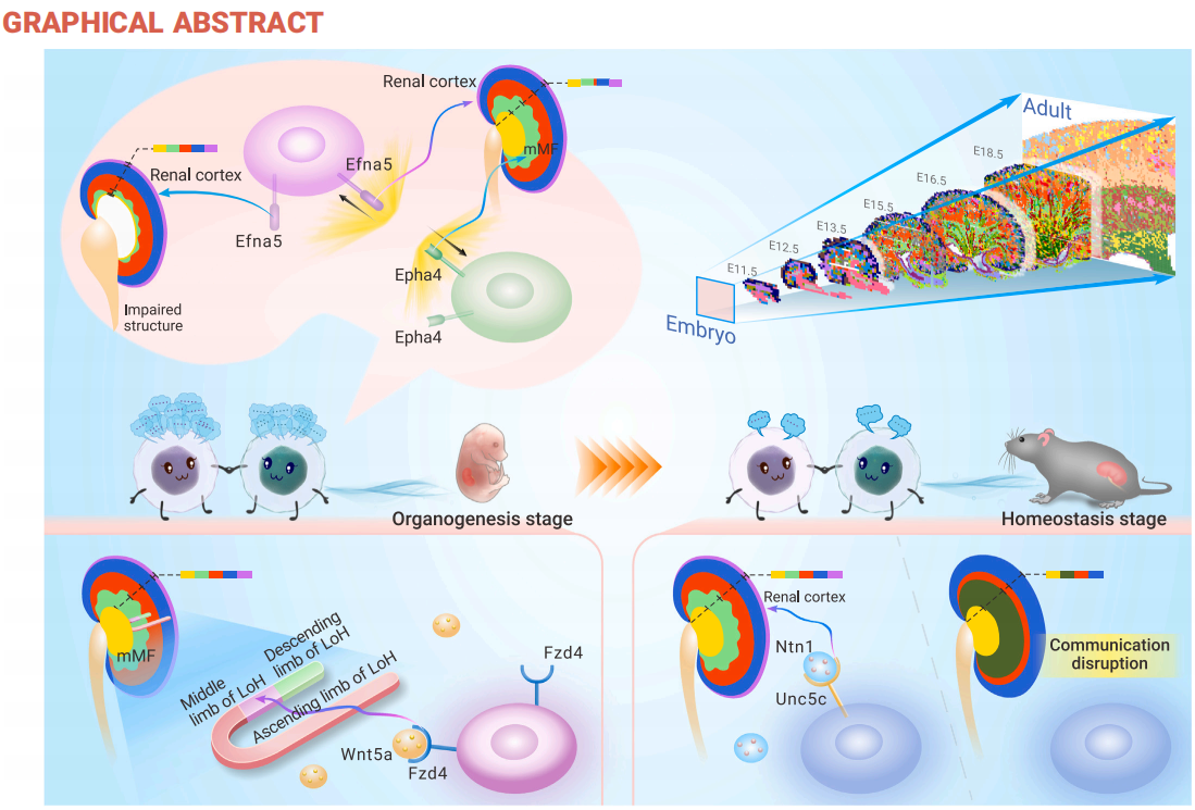 【科研服务】空间转录组和空间表观组学解决方案
