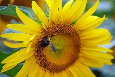 国内油葵、葵油┃一周交易综述及其分析预测（2024年第49周）