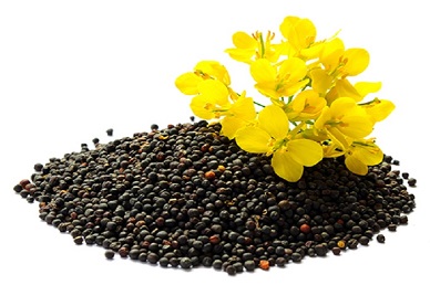 国内菜籽、菜籽油、菜粕┃一周交易综述及分析预测（2024年第49周）