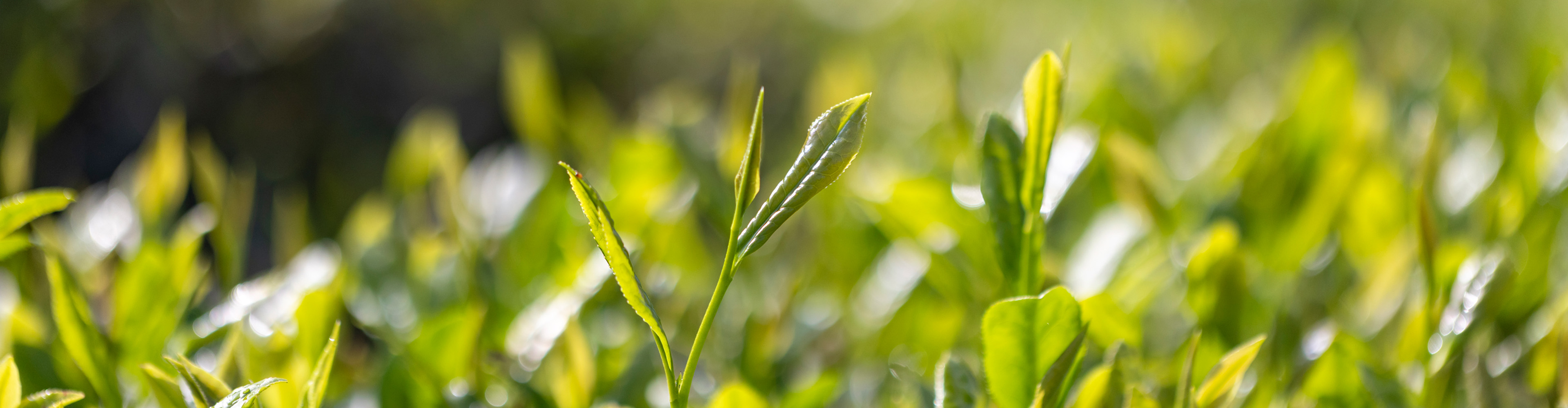 深圳市深圳平湖实验室科研基金会成立