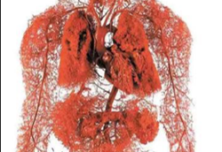 人体微循环与慢病（一）--什么是微循环