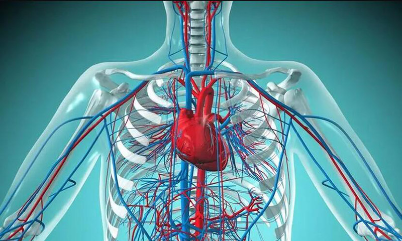人体微循环与慢病（二）——微循环问题可能导致哪些慢病？