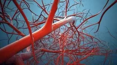 人体微循环与慢病（三）——影响微循环的因素有哪些？