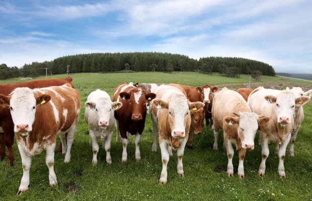 農(nóng)業(yè)農(nóng)村部召開畜牧業(yè)高質(zhì)量發(fā)展戰(zhàn)略咨詢專家委員座談會