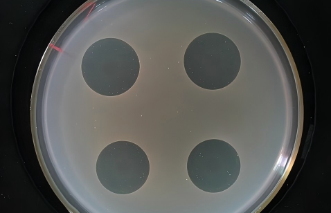 黏菌素與多西環(huán)素能不能聯(lián)用？