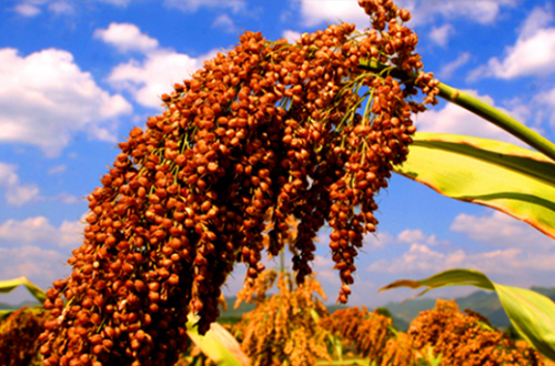 《匠心至纯——揭秘御品坊白酒的