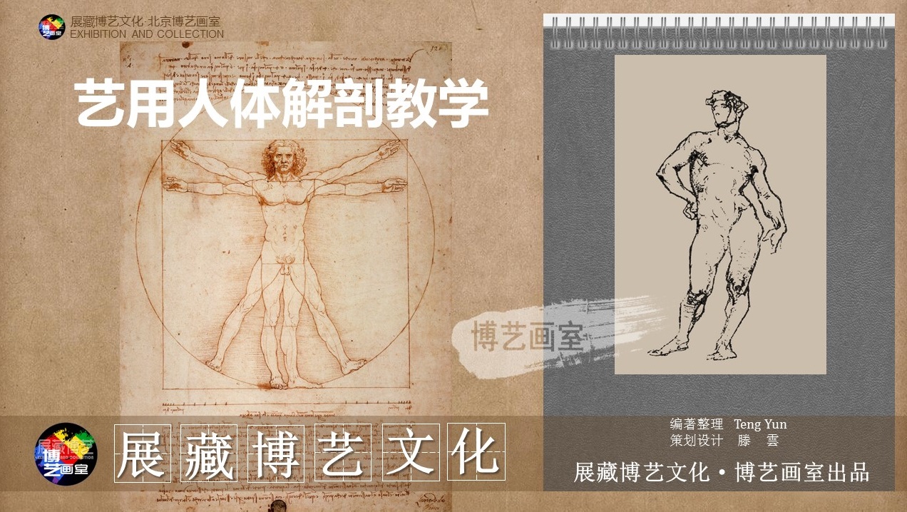 经典博艺画室•系列美术教学-人体解剖1