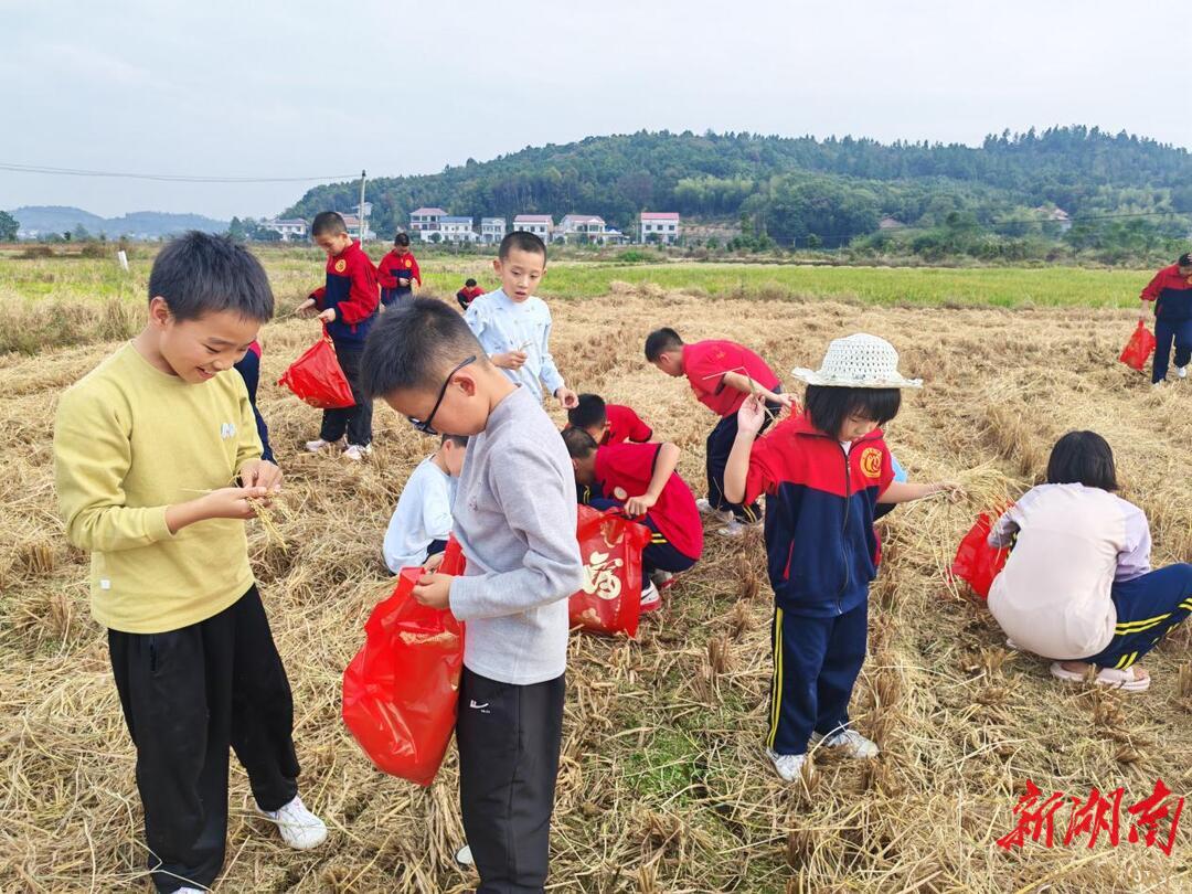 衡山县长江文武学校：手拾稻穗悟农耕 颗粒归仓践节约