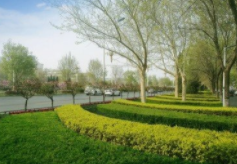 绿化服务我们是专业的