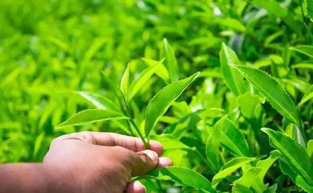 茶叶农药残留检测项目