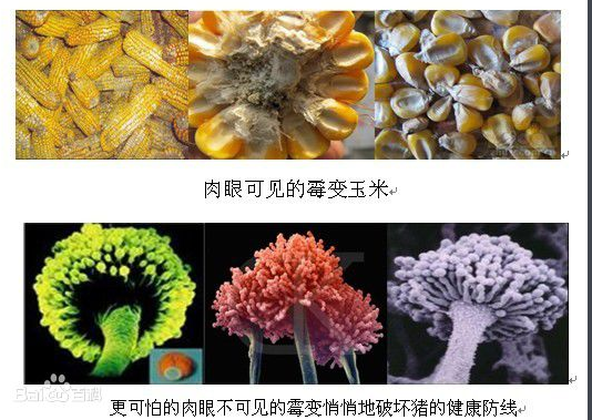 真菌毒素检测