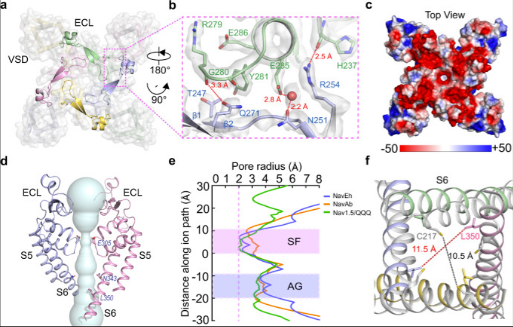 Nat Commun. | N-type fast inactivation of a eukaryotic voltage-gated sodium channel