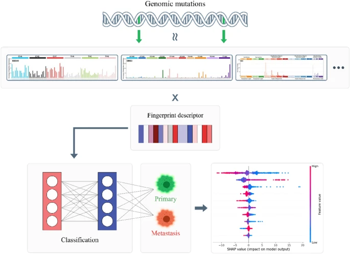 Scientific Report | Deep learning model accurately classifies metastatic tumors from primary tumors based on mutational signatures
