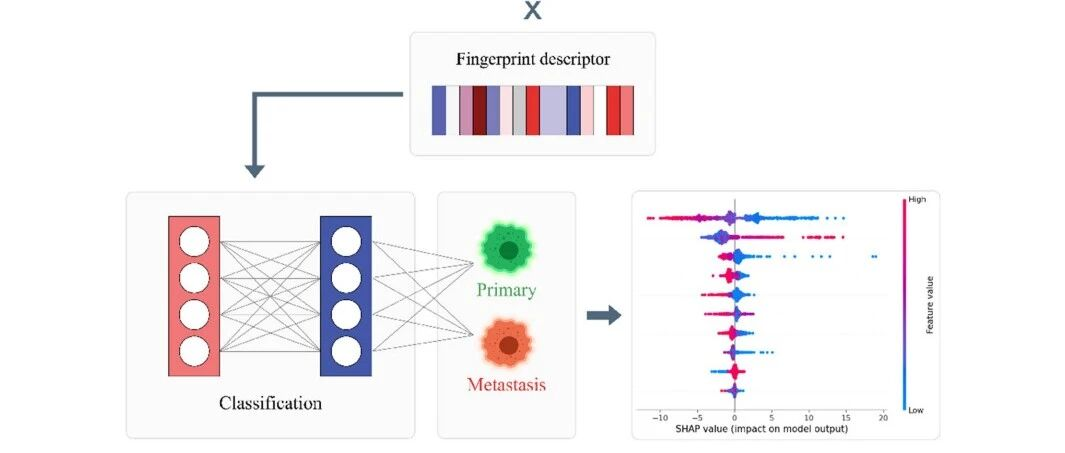 Sci. Rep. | MetaWise——利用深度学习模型进行转移性肿瘤和原发性肿瘤的准确分类