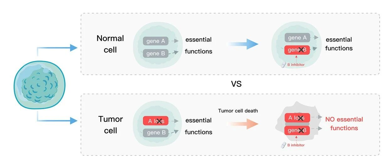Front. Oncol. | 基于旁系同源基因的合成致死：原理和应用
