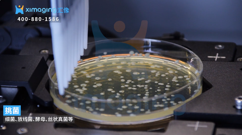 慧眼识“菌”，汇像智能微生物菌落挑选工作站用于链霉菌的双筛实验