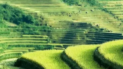 谷雨丨戴任降于桑